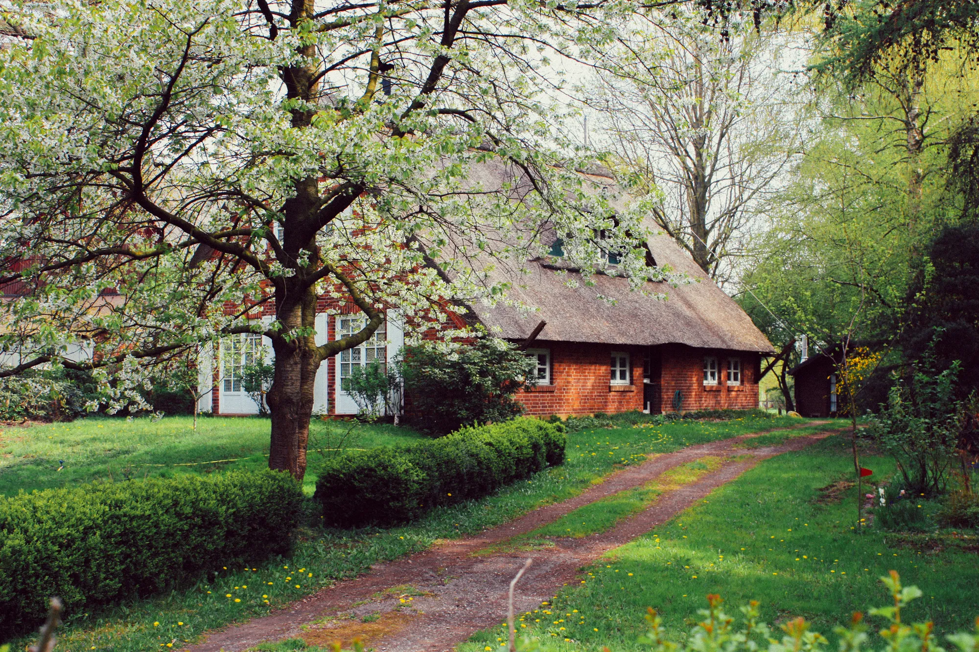 Reetgedecktes Backsteinhaus zwischen Bäumen und Wiesen in Grasberg