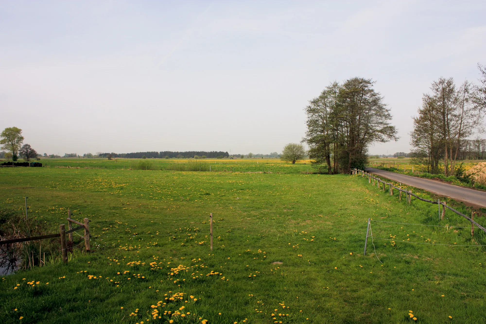 Weite Wiesen mit gelben Blüten, Bäumen und einem schmalen Weg bei Osterholz-Scharmbeck